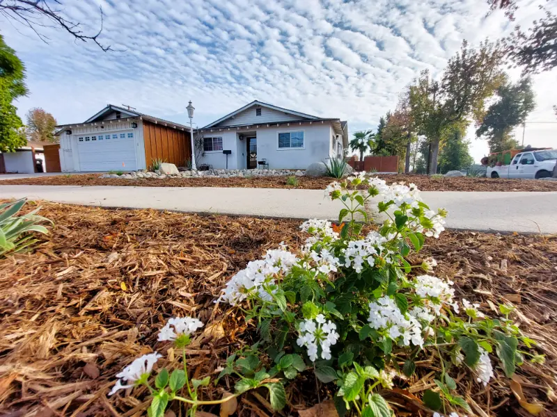 Front-yard planting bed finished with bark mulch and white flowering perennials along a residential street
