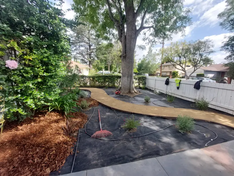 Decomposed granite path curving beneath a mature shade tree between mulched beds