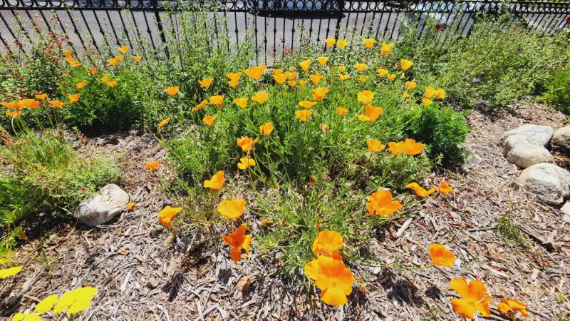 California poppies in full orange bloom in a native planting bed