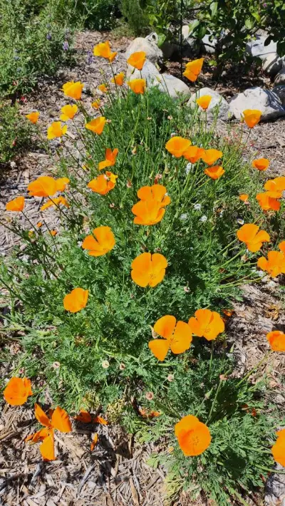California poppies blooming among native plants in a finished garden