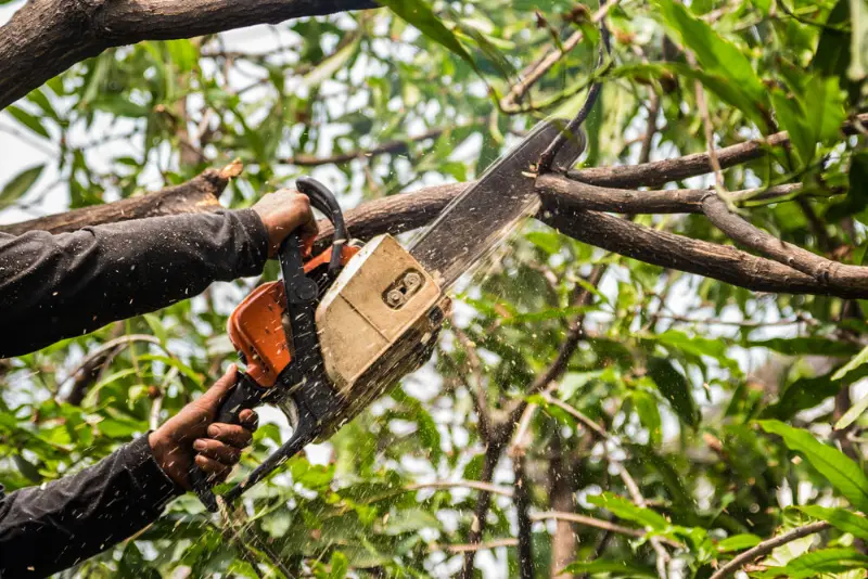 Tree trimming: a chainsaw cutting through a tree branch
